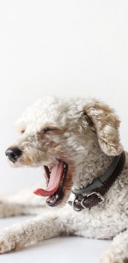[2436x1125]宠物 狗 颈圈 犬类 苹果手机壁纸图片