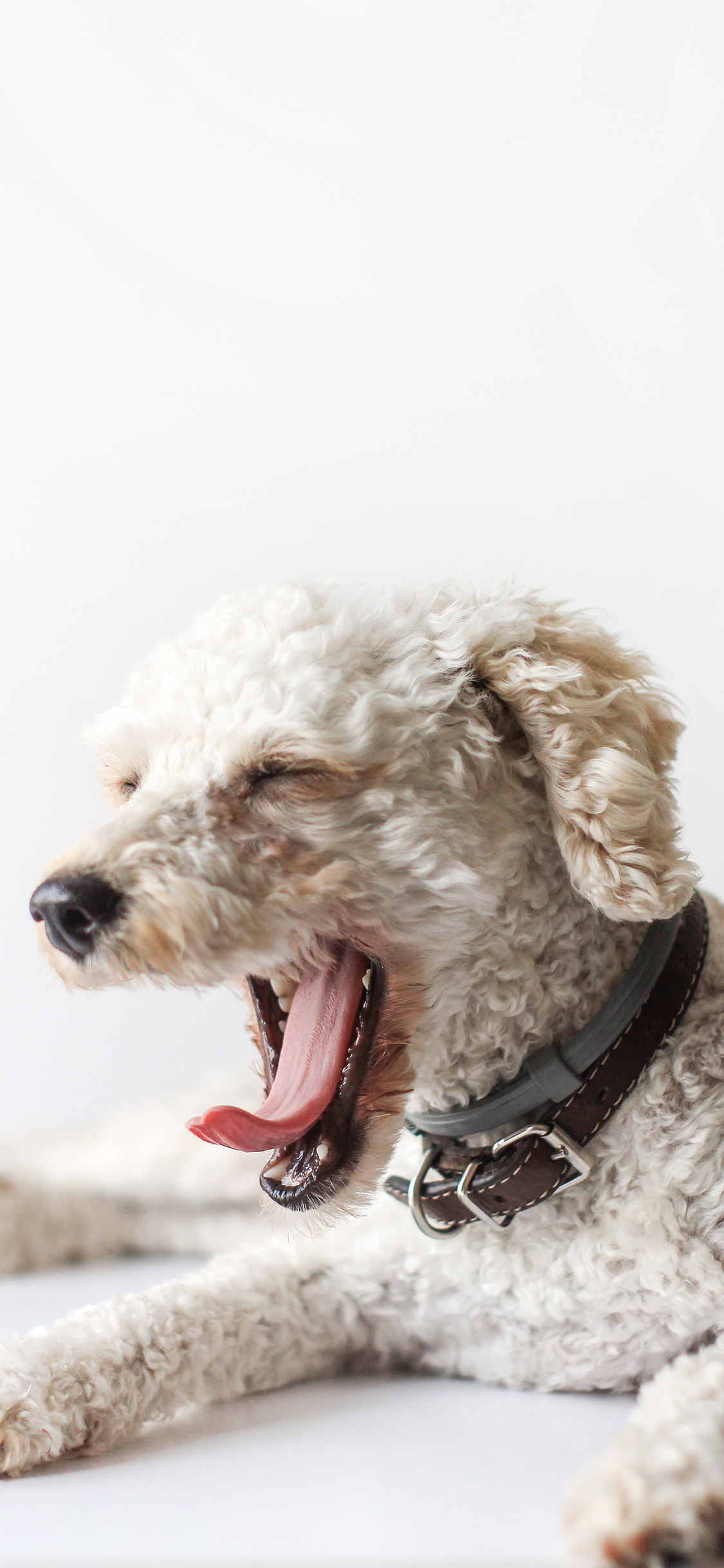 [2436×1125]宠物 狗 颈圈 犬类 苹果手机壁纸图片