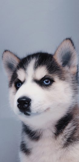 [2436x1125]宠物 狗狗 哈士奇 幼犬取自站酷网：超级何某某） 苹果手机壁纸图片