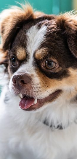 [2436x1125]宠物 狗狗 汪星人 呆萌 苹果手机壁纸图片