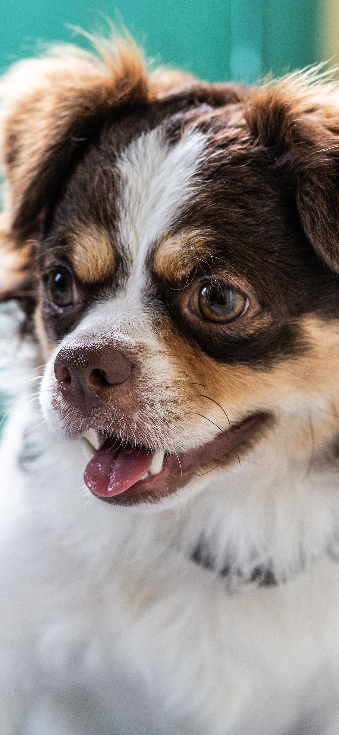 [2436×1125]宠物 狗狗 汪星人 呆萌 苹果手机壁纸图片