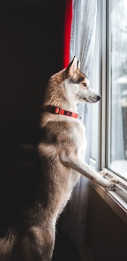 [2436x1125]宠物 狗狗 汪星人 阿拉斯加 苹果手机壁纸图片