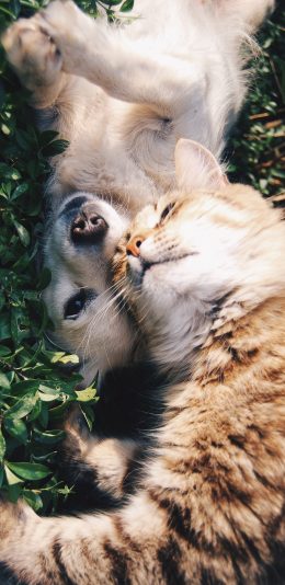 [2436x1125]宠物 猫 狗 可爱 草坪 苹果手机壁纸图片