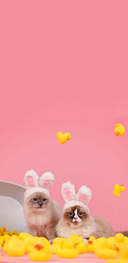 [2436x1125]宠物 猫咪 兔耳朵 小黄鸭 苹果手机壁纸图片