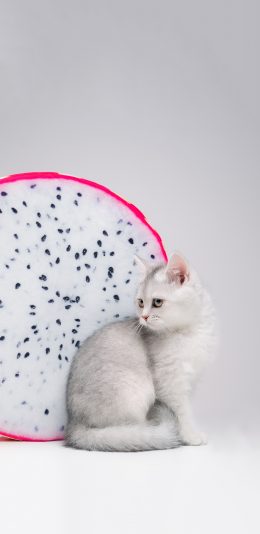 [2436x1125]宠物 猫咪 写真 火龙果 苹果手机壁纸图片