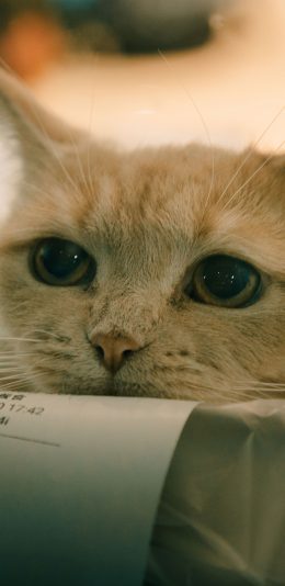 [2436x1125]宠物 猫咪 可爱 苹果手机壁纸图片