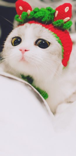 [2436x1125]宠物 猫咪 可爱 发箍 苹果手机壁纸图片