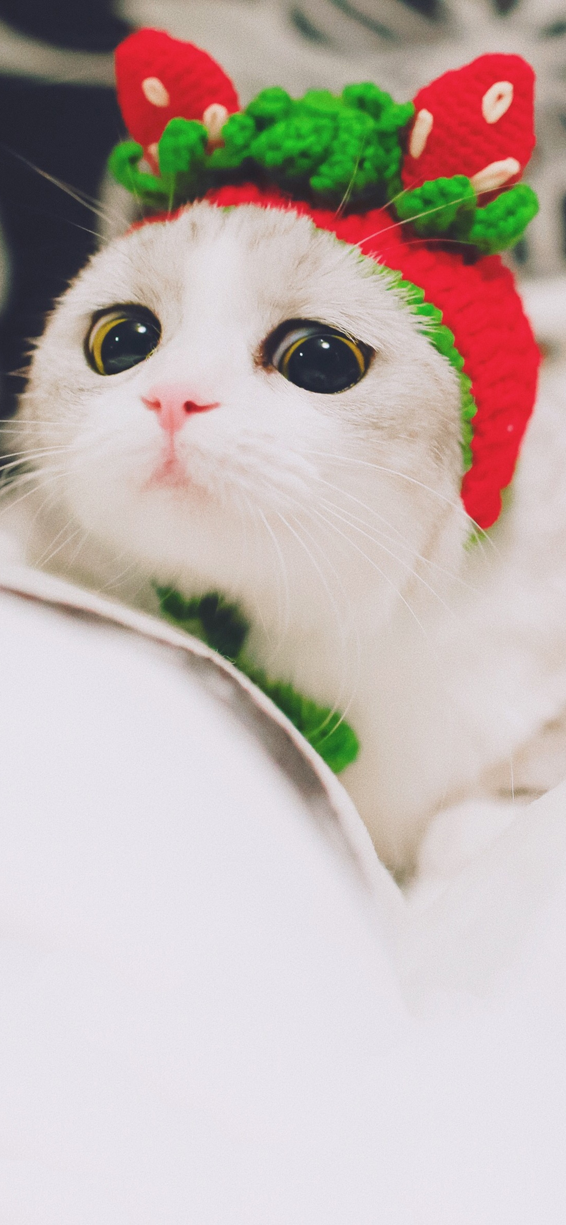 [2436×1125]宠物 猫咪 可爱 发箍 苹果手机壁纸图片