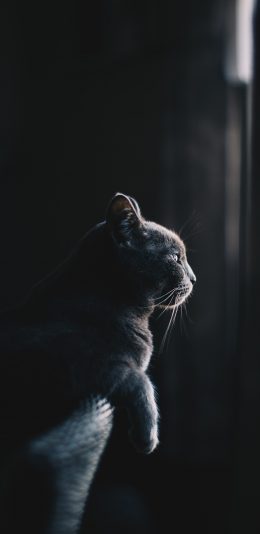 [2436x1125]宠物 猫咪 可爱 喵星人 苹果手机壁纸图片