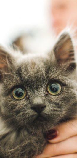 [2436x1125]宠物 猫咪 可爱 大眼睛 苹果手机壁纸图片