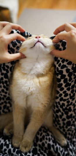 [2436x1125]宠物 猫咪 可爱 捏脸 苹果手机壁纸图片