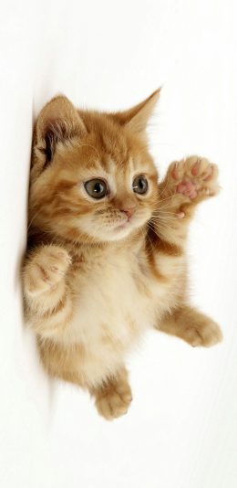 [2436x1125]宠物 猫咪 可爱 橘色 苹果手机壁纸图片