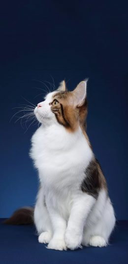 [2436x1125]宠物 猫咪 可爱 白色 苹果手机壁纸图片