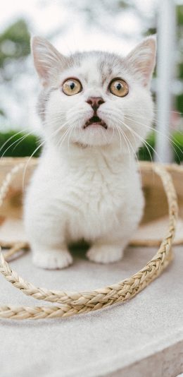 [2436x1125]宠物 猫咪 可爱 短腿 苹果手机壁纸图片