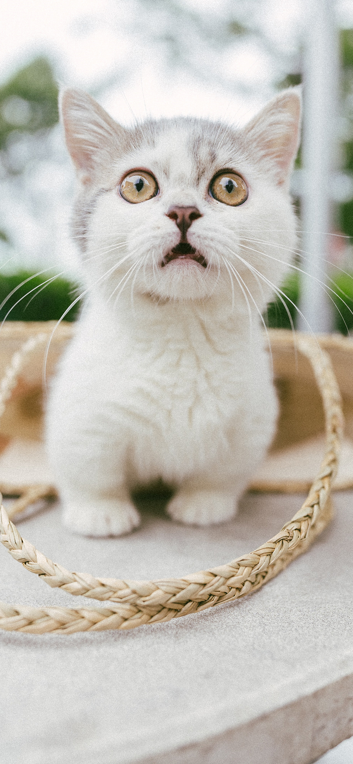 [2436×1125]宠物 猫咪 可爱 短腿 苹果手机壁纸图片