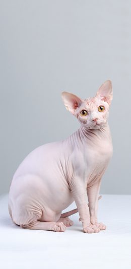 [2436x1125]宠物 猫咪 品种 无毛猫 苹果手机壁纸图片