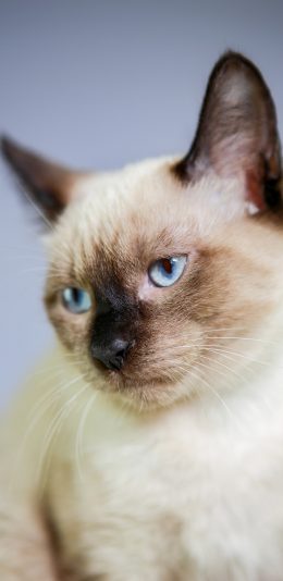 [2436x1125]宠物 猫咪 品种 暹罗 苹果手机壁纸图片