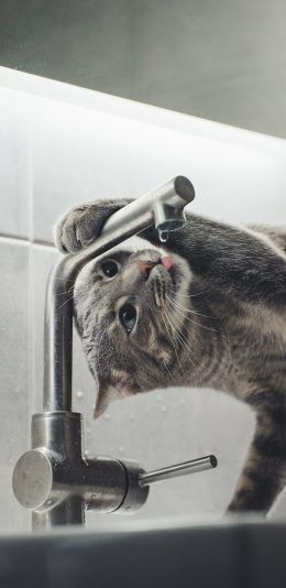 [2436x1125]宠物 猫咪 喝水 可爱 苹果手机壁纸图片