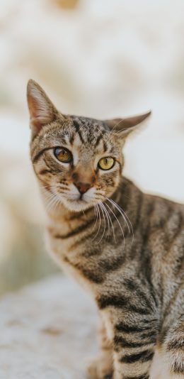 [2436x1125]宠物 猫咪 喵星 田园猫 苹果手机壁纸图片