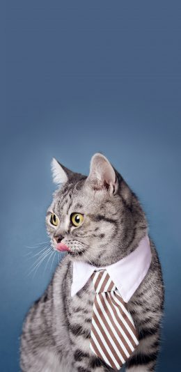 [2436x1125]宠物 猫咪 喵星 领带 苹果手机壁纸图片