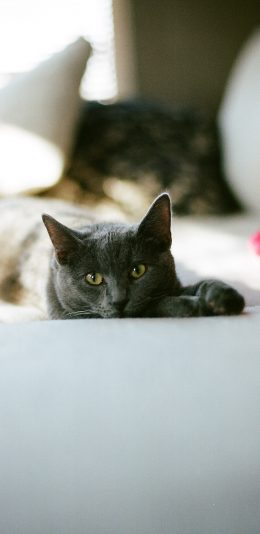 [2436x1125]宠物 猫咪 喵星人 苹果手机壁纸图片