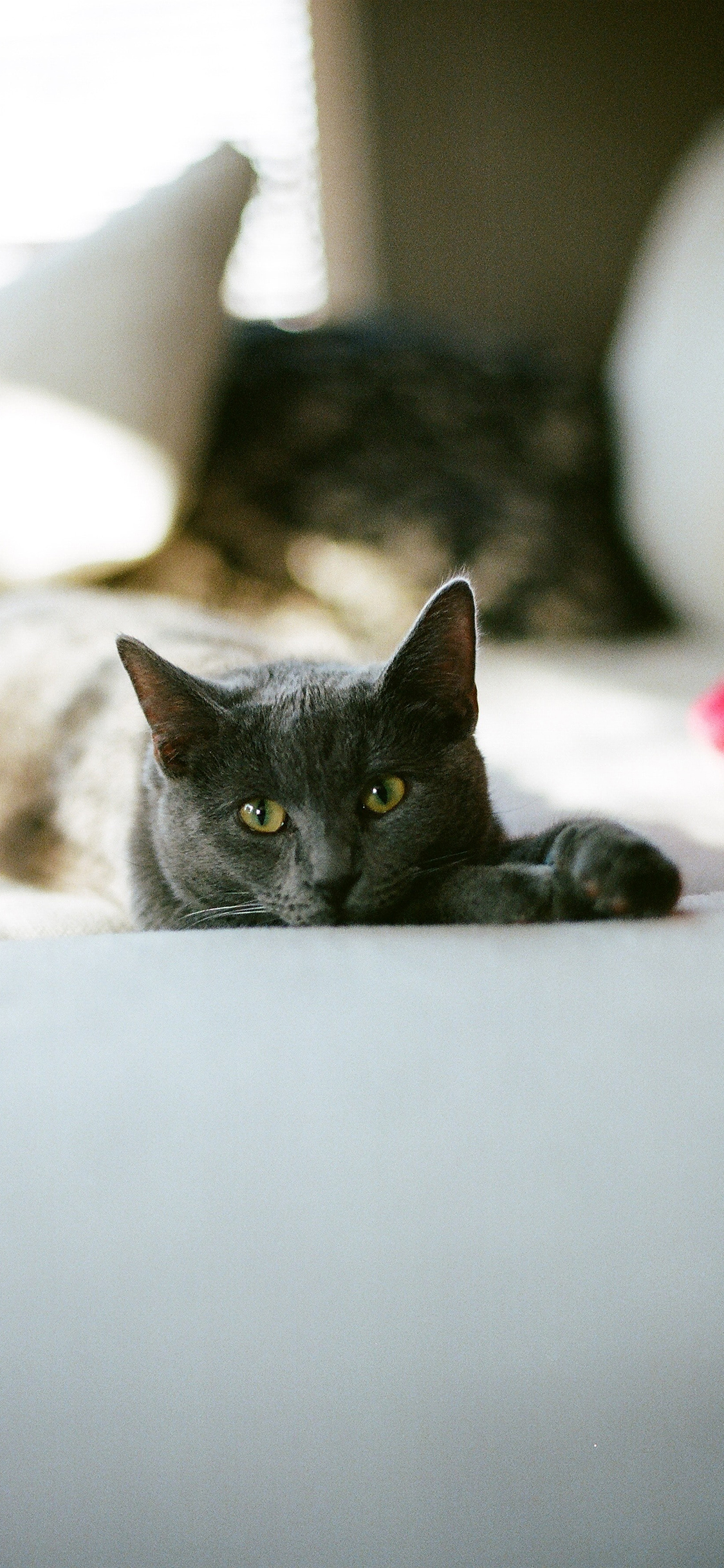 [2436×1125]宠物 猫咪 喵星人 苹果手机壁纸图片