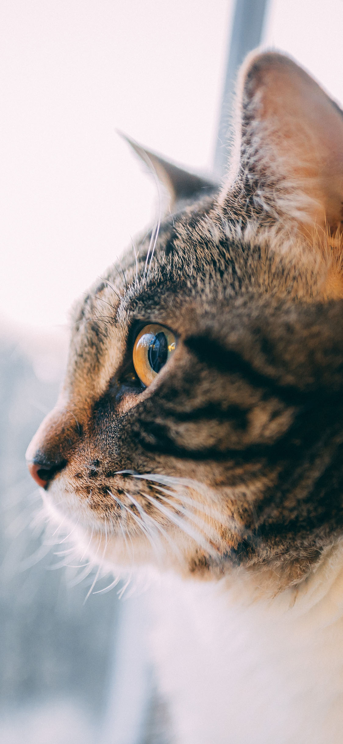 [2436×1125]宠物 猫咪 喵星人 侧脸 苹果手机壁纸图片