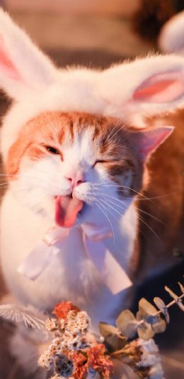 [2436x1125]宠物 猫咪 喵星人 兔耳朵 苹果手机壁纸图片