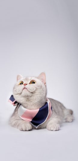 [2436x1125]宠物 猫咪 喵星人 写真 可爱 苹果手机壁纸图片