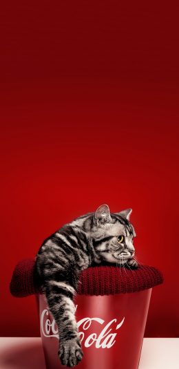 [2436x1125]宠物 猫咪 喵星人 写真 红色背景 苹果手机壁纸图片