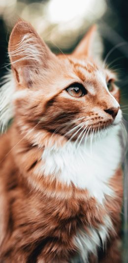 [2436x1125]宠物 猫咪 喵星人 可爱 橘色 苹果手机壁纸图片