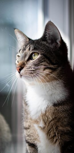 [2436x1125]宠物 猫咪 喵星人 可爱 胡须 苹果手机壁纸图片