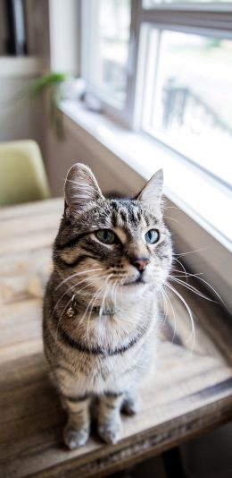 [2436x1125]宠物 猫咪 喵星人 呆萌 苹果手机壁纸图片