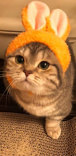 [2436x1125]宠物 猫咪 喵星人 头箍 可爱 苹果手机壁纸图片