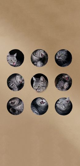 [2436x1125]宠物 猫咪 喵星人 局部特写 苹果手机壁纸图片