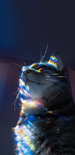 [2436x1125]宠物 猫咪 喵星人 彩虹光 苹果手机壁纸图片