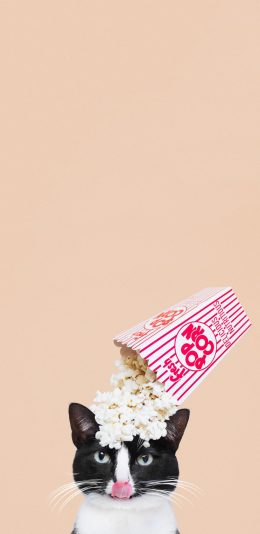 [2436x1125]宠物 猫咪 喵星人 爆米花 苹果手机壁纸图片