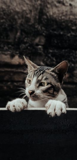 [2436x1125]宠物 猫咪 喵星人 爪子 苹果手机壁纸图片