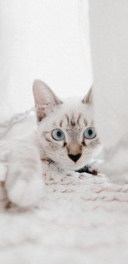 [2436x1125]宠物 猫咪 喵星人 白色 苹果手机壁纸图片