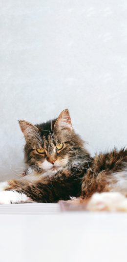 [2436x1125]宠物 猫咪 喵星人 眼神 犀利 苹果手机壁纸图片