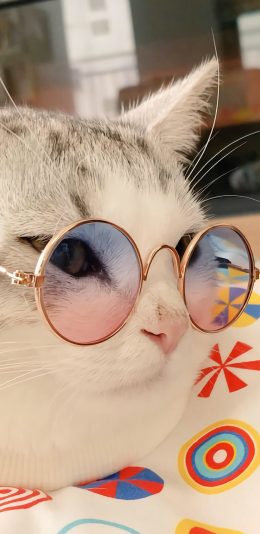 [2436x1125]宠物 猫咪 喵星人 眼镜 可爱 苹果手机壁纸图片