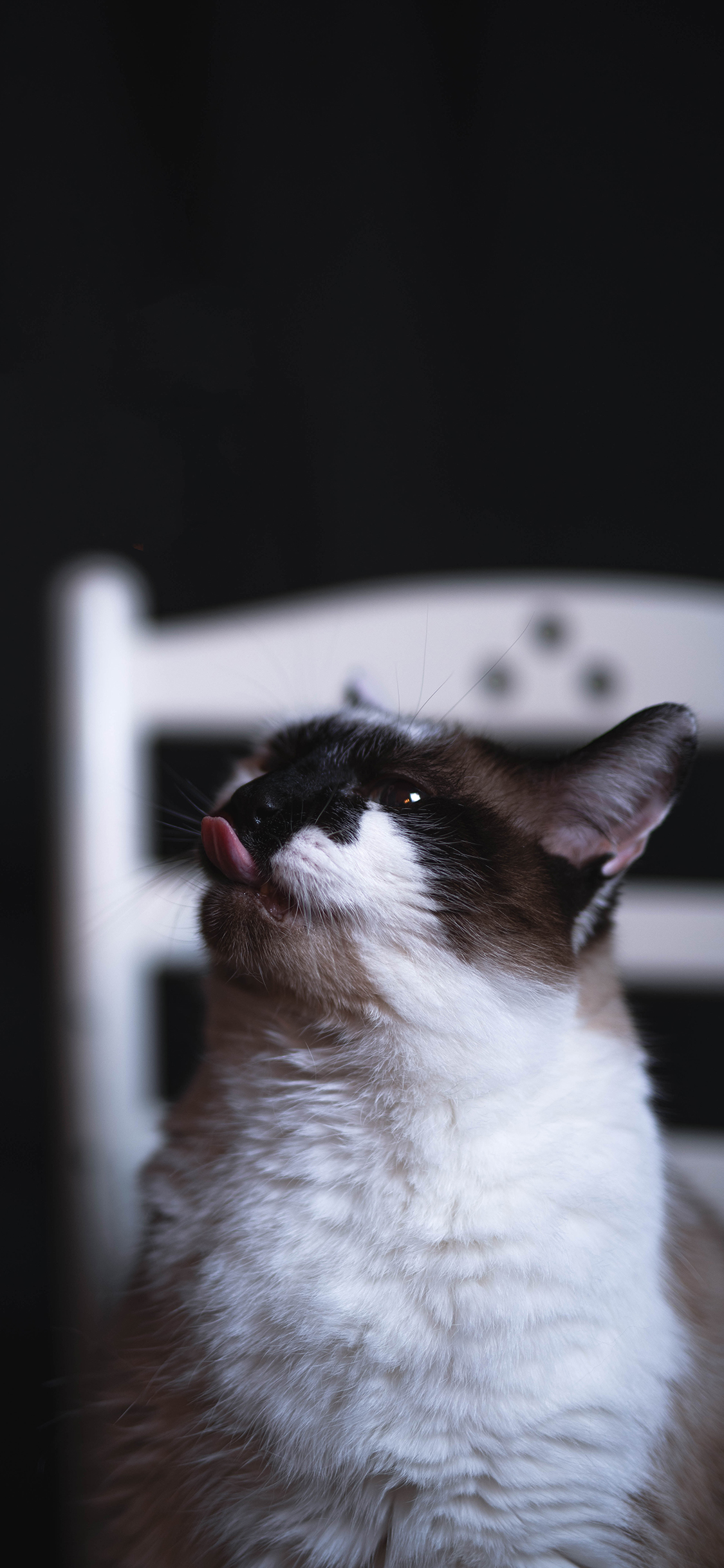 [2436×1125]宠物 猫咪 喵星人 舌头 苹果手机壁纸图片