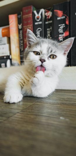 [2436x1125]宠物 猫咪 喵星人 舔毛 苹果手机壁纸图片