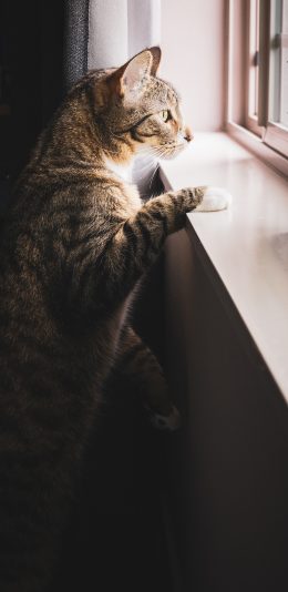 [2436x1125]宠物 猫咪 喵星人 花猫 苹果手机壁纸图片
