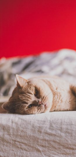 [2436x1125]宠物 猫咪 喵星人 躺着 苹果手机壁纸图片