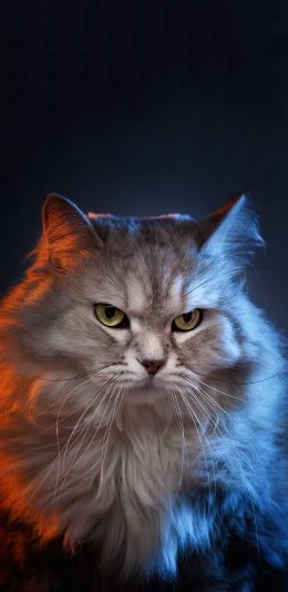 [2436x1125]宠物 猫咪 喵星人 霸气 苹果手机壁纸图片