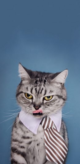 [2436x1125]宠物 猫咪 喵星人 领带 苹果手机壁纸图片