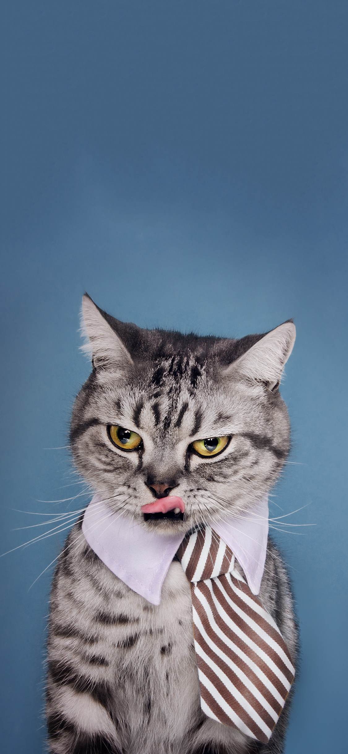 [2436×1125]宠物 猫咪 喵星人 领带 苹果手机壁纸图片