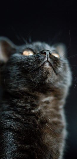 [2436x1125]宠物 猫咪 喵星人 黑猫 苹果手机壁纸图片