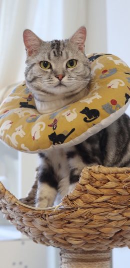 [2436x1125]宠物 猫咪 围脖 可爱 苹果手机壁纸图片
